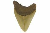 Serrated, Fossil Megalodon Tooth - North Carolina #164872-2